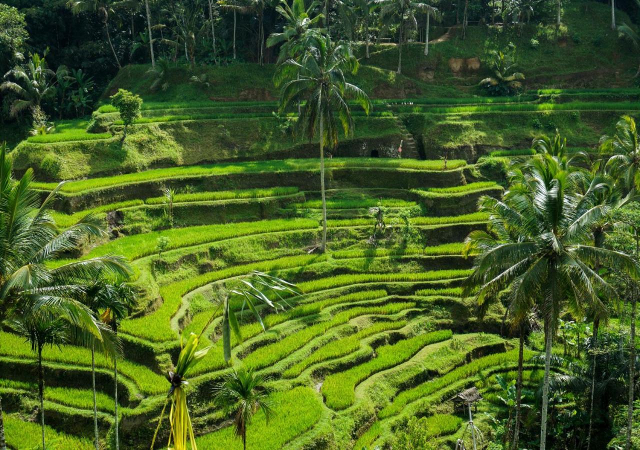 Capung Asri Eco Luxury Resort With Private Pool Villas Bedulu Buitenkant foto